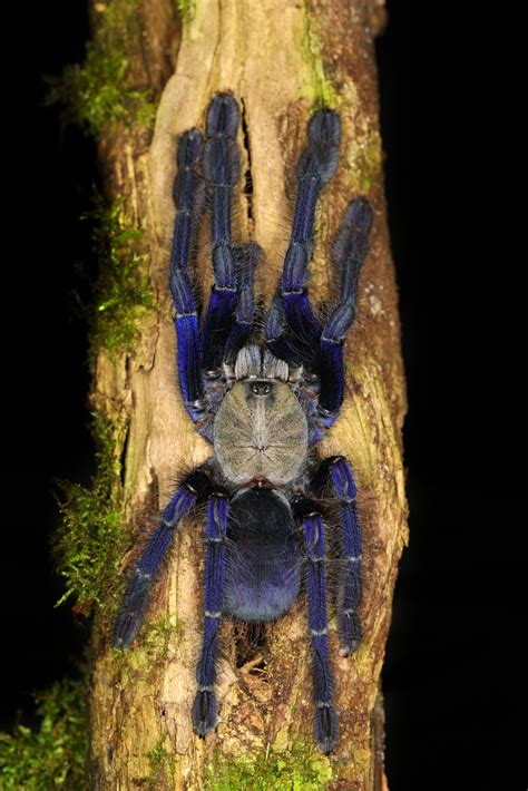 female omothymus spider|Singapore Blue Tarantula (Omothymus violaceopes)。